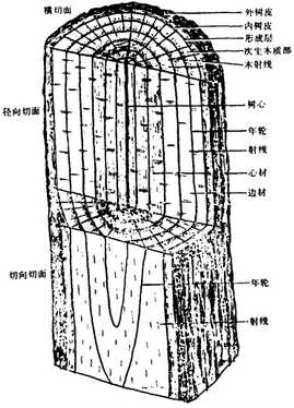 木材顯微圖像